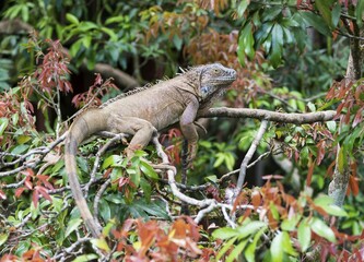Green Iguana (Iguana iguana) lying on tree, Costa Rica, Central America