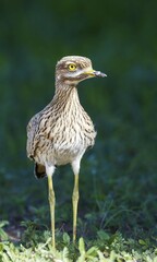 Spotted Dikkop or Spotted Thick-knee (Burhinus capensis), rainy season with green surroundings, Kalahari Desert, Kgalagadi Transfrontier Park, South Africa, Africa
