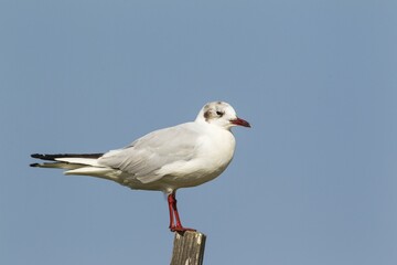 Black-headed Gull (Chroicocephalus ridibundus), winter plumage, perching on a log, Ebro Delta Nature Reserve, Tarragona province, Catalonia, Spain, Europe
