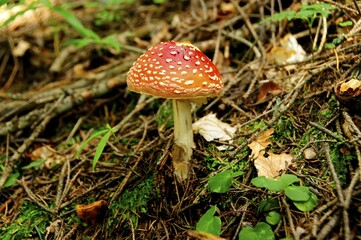 Fly agaric (Amanita muscaria)