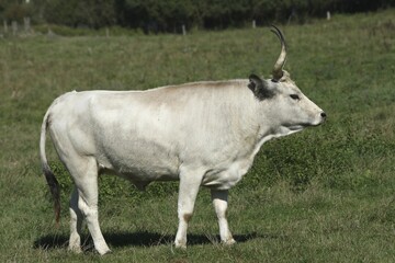 Fototapeta premium Hungarian Grey cattle (Bos primigenius taurus), Hungary, Europe