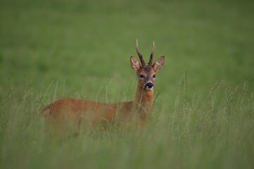 Roe buck (Capreolus capreolus) in tall grass
