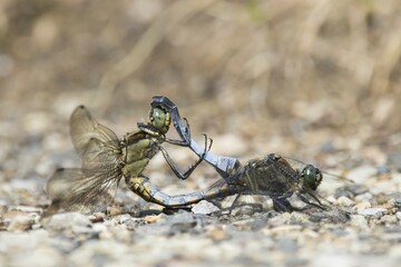 Black-tailed skimmers (Orthetrum cancellatum), mating pair, Germany, Europe