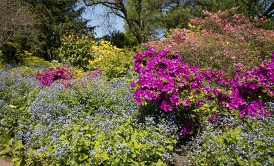 Flowering Rhododendron and Gamander speedwell, North Rhine-Westphalia, Germany, Europe