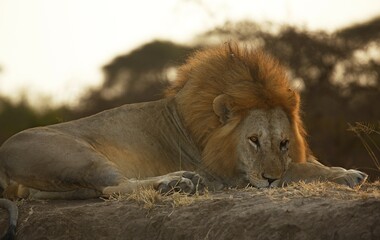 African lion (Panthera leo), male resting, evening light, Serengeti National Park, Tanzania, Africa