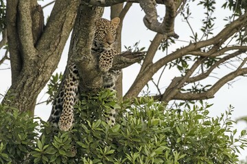 Leopard (Panthera pardus) in the tree, watching, Masai Mara, Kenya, Africa