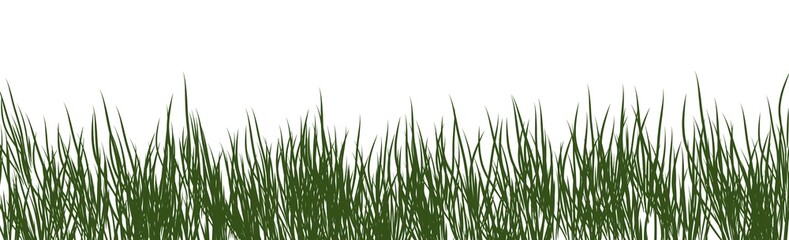 Digitally rendered grass isolated on white background