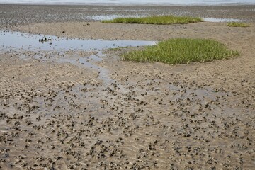 Low tide in the Lower Saxon Wadden Sea National Park, North Sea, Lower Saxony, Germany, Europe