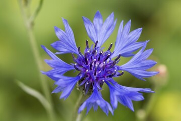 Cornflower (Cyanus segetum), Bavaria, Germany, Europe