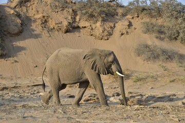Desert elephant, African elephant (Loxodonta africana), mining with his beak to water, dry riverbed...