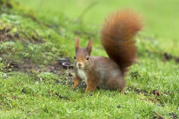 Eurasian red squirrel (Sciurus vulgaris) in meadow, Germany, Europe