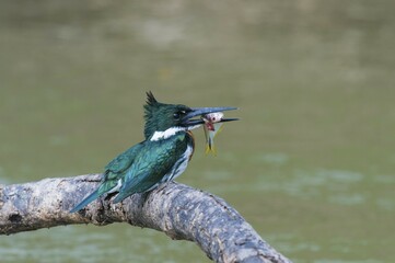 Green Kingfisher (Chloroceryle Americana) on a branch with a fish in the beak, Pantanal, Mato Grosso, Brazil, South America