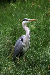Grey Heron (Ardea cinerea)