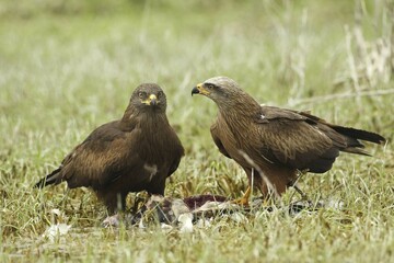 Hybrid Milan female, hybrid of red kite (Milvus milvus) and black kite (Milvus migrans) left, and red kite male (Milvus milvus) with prey, Allgäu, Bavaria, Germany, Europe