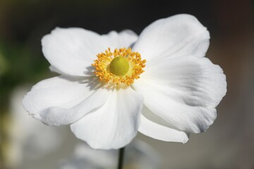 Obraz premium Flowering Japanese anemone (Anemone x hybrida Honorine Jobert), Germany, Europe
