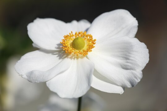 Flowering Japanese anemone (Anemone x hybrida Honorine Jobert), Germany, Europe