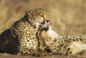 Cheetahs (Acinonyx jubatus), two brothers, grooming, captive, Namibia, Africa