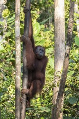Bornean Orangutan (Pongo pygmaeus), Tanjung Puting National Park, Central Kalimantan, Borneo, Indonesia, Asia