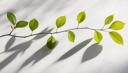Fototapeta premium Witness the radiant youth of a sapling under direct sunlight, showcasing the wonders of natural transpiration Observe its vibrant, young leaves as it thrives, a testament to the beauty of growth and