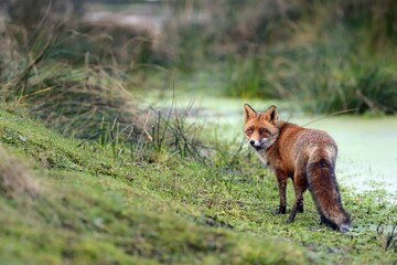 Red fox (Vulpes vulpes), Biotop Waterleidingduinen, North Holland, Netherlands