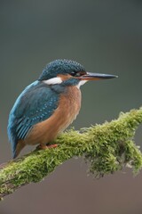 Kingfisher (Alcedo atthis), Emsland, Lower Saxony, Germany, Europe