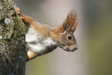 Fototapeta premium Eurasian red squirrel (Sciurus vulgaris) looks out behind tree trunk, animal portrait, Hesse, Germany, Europe