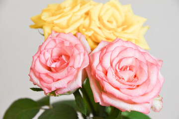 ピンクと黄色のばら