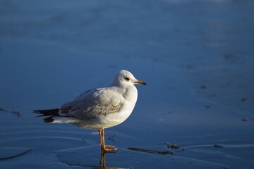 Black-headed Gull (Chroicocephalus ridibundus) on frozen surface, Kemnader See, North Rhine-Westphalia, Germany, Europe