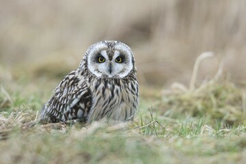 Short-eared owl (Asio flammeus), East Frisia, Lower Saxony, Germany, Europe