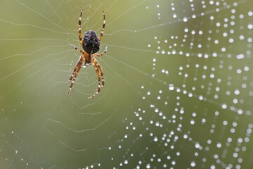 European garden spider (Araneus diadematus) in its web, Emsland, Lower Saxony, Germany, Europe