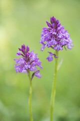 Pyramidal orchid (Anacamptis pyramidalis), Baden-Württemberg, Germany, Europe