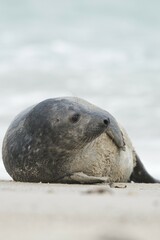 Young grey seal (Halichoerus grypus) on beach, Heligoland, Schleswig-Holstein, Germany, Europe