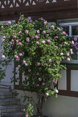 Fototapeta premium Pink flowering rosebush in front of a half-timbered house, Bavaria, Germany, Europe