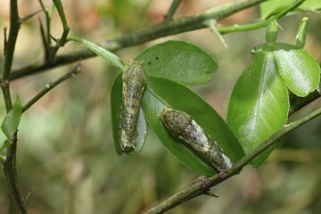 Caterpillars of the scarlet mormon (Papilio rumanzovia), early stage, found in South America
