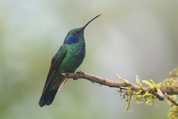 Green violetear (Colibri coruscans) sitting on branch, Los Quetzales National Park, Costa Rica, Central America