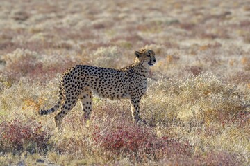 Cheetah (Acinonyx jubatus), male stands in dry grassland, near Namutoni, Etosha National Park, Kunene region, Namibia, Africa