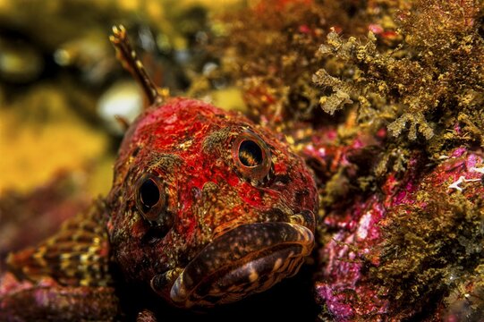 Red sea raven (Hemitripterus americanus), Nova Scotia, Atlantic Ocean, Canada, North America