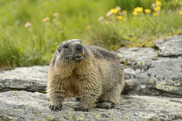 Alpine marmot (Marmota Marmota) on rock, High Tauern National Park, Austria, Europe