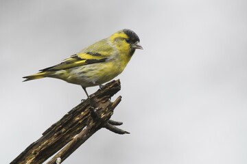 Eurasian siskin (Carduelis spinus), male, sitting on deadwood, Emsland, Lower Saxony, Germany, Europe