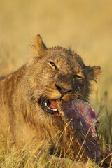 Lion (Panthera leo), subadult male feeds on the remains of a Cape Buffalo (Syncerus caffer caffer), Savuti, Chobe National Park, Botswana, Africa