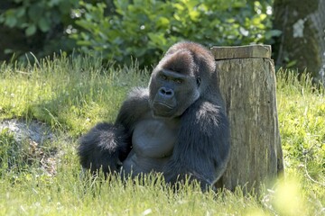 Western lowland gorilla (Gorilla gorilla gorilla) leaning on tree trunk, captive