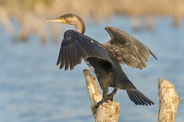White-breasted cormorant (Phalacrocorax carbo lucidus) with wings outspread, Lake Baringo, Kenya, Africa