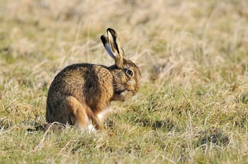 Hare (Lepus europaeus) preening with paw on mouth, North Rhine-Westphalia, Germany, Europe