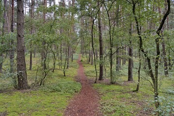 Obraz premium Hiking trail leads through a coniferous forest, pines (Pinus), Südheide nature park Park, Lüneburg Heath, Lower Saxony, Germany, Europe