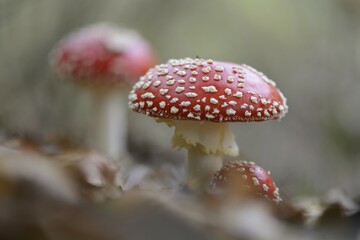 Fly Agaric mushrooms (Amanita muscaria), Emsland, Lower Saxony, Germany, Europe