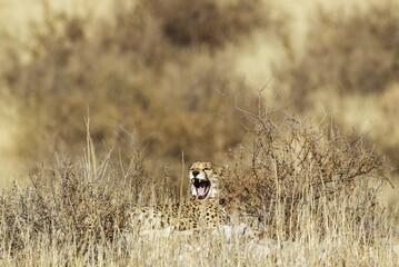 Cheetah (Acinonyx jubatus), yawning female, hidden in bushes, Kalahari Desert, Kgalagadi Transfrontier Park, South Africa, Africa