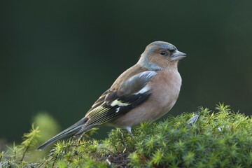 Chaffinch (Fringilla coelebs), Emsland, Lower Saxony, Germany, Europe
