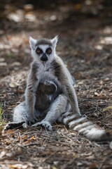 Ring-tailed lemur (Lemur catta), mother animal suckling young animal, Berenty nature reserve, Androy region, Madagascar, Africa