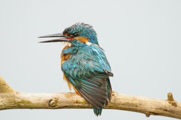Common kingfisher (Alcedo atthis) with open beak on seat post, Spree near Cottbus, Brandenburg, Germany, Europe