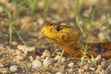 Cape Cobra (Naja nivea), during the rainy season in green grass, Kalahari Desert, Kgalagadi Transfrontier Park, South Africa, Africa